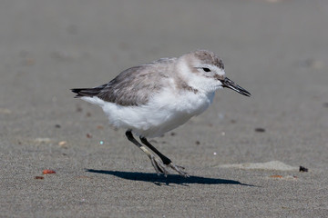 Wrybill Endemic Shorebird of New Zealand