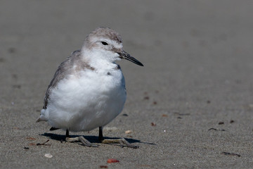 Wrybill Endemic Shorebird of New Zealand