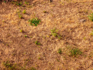 Dry lawn after water shortage as a sign of extreme drought in central Europe
