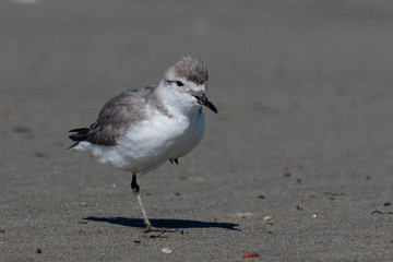Wrybill Endemic Shorebird of New Zealand