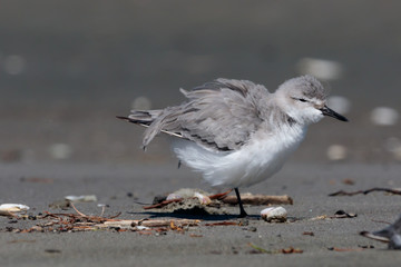 Wrybill Endemic Shorebird of New Zealand