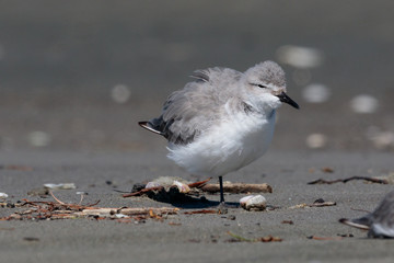 Wrybill Endemic Shorebird of New Zealand