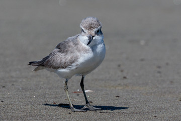 Wrybill Endemic Shorebird of New Zealand