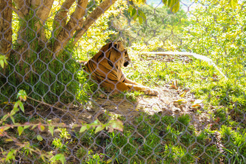 Beautiful view of Bengal Tiger. Wild animals in a zoo. Natural landscape.