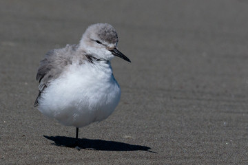 Wrybill Endemic Shorebird of New Zealand