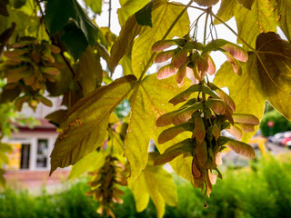 Sycamore Tree(Acer pseudoplatanus) - View of two-leaved seeds(diachenium)