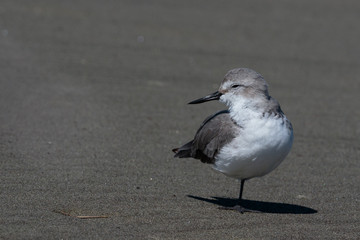 Wrybill Endemic Shorebird of New Zealand