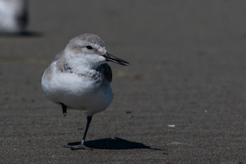 Wrybill Endemic Shorebird of New Zealand