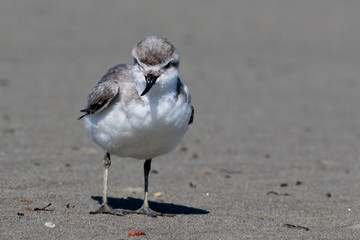 Wrybill Endemic Shorebird of New Zealand