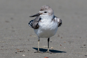 Wrybill Endemic Shorebird of New Zealand