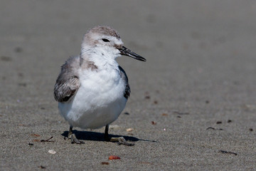 Wrybill Endemic Shorebird of New Zealand