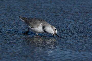 Wrybill Endemic Shorebird of New Zealand