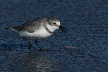 Wrybill Endemic Shorebird of New Zealand