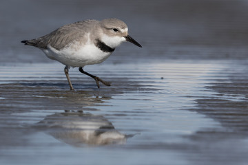 Wrybill Endemic Shorebird of New Zealand