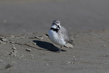 Wrybill Endemic Shorebird of New Zealand
