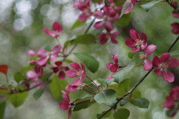 Photos without processing. Abundant flowering of apple trees with red flowers on the streets of the big city. Beautiful blur. Colors: green, burgundy, lilac, pink, red, turquoise, blue.