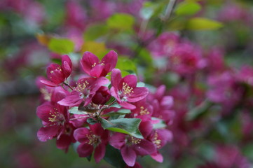 Photo without processing. Abundant flowering of apple trees with red flowers. Beautiful blur. Colors: green, burgundy, red, turquoise.