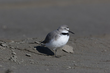 Wrybill Endemic Shorebird of New Zealand