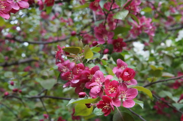 Photo without processing. Abundant flowering of apple trees with red flowers. Beautiful blur. Colors: green, burgundy, red, turquoise.