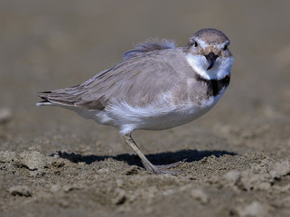 Wrybill Endemic Shorebird of New Zealand