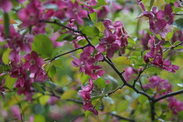 Photo without processing. Abundant flowering of apple trees with red flowers. Beautiful blur. Colors: green, burgundy, red, turquoise.