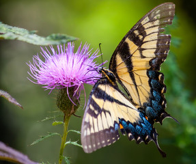 butterfly on flower