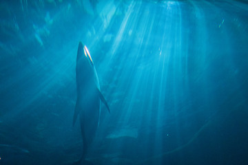  A cool Osaka aquarium, Kaiyukan