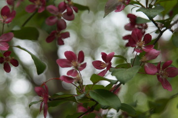 Obraz premium Photo without processing. Abundant flowering of apple trees with red flowers. Beautiful blur. Colors: green, burgundy, red, turquoise.