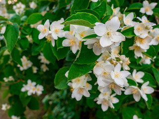Blooming flowers on Spiraea × Vanhouttei bush