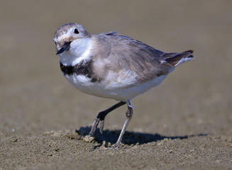 Wrybill Endemic Shorebird of New Zealand