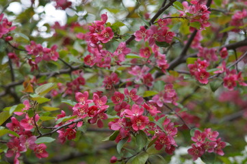 Photo without processing. Abundant flowering of apple trees with red flowers. Beautiful blur. Colors: green, burgundy, red, turquoise.