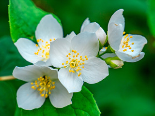 Obraz premium Close-up view of Spiraea × Vanhouttei flowers