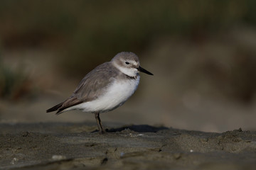 Fototapeta premium Wrybill Endemic Shorebird of New Zealand