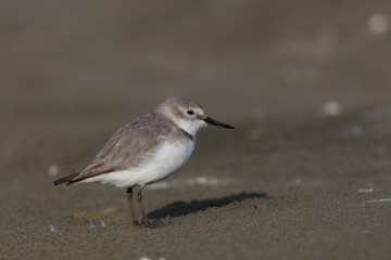 Wrybill Endemic Shorebird of New Zealand