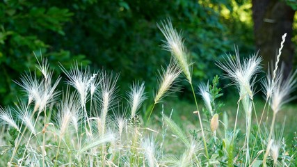Ears of grass swinging in the wind - in background blurred greenery and large tree trunk