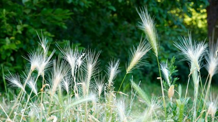 Ears of grass swinging in the wind - in background blurred trees and shrubs