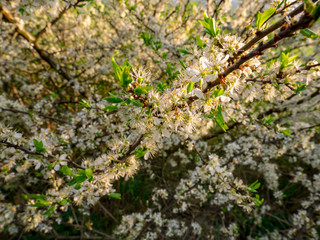 Blooming Wild Cherry (Prunus avium) - Close-up view of flowers