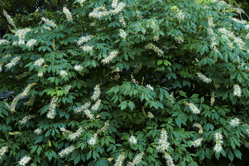 Bottlebrush buckeye (Aesculus parviflora). Known as Dward horse chestnut also.