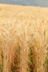 Wheat crop field. Ears of golden wheat close up. Ripening ears of wheat field background. Rich harvest Concept.