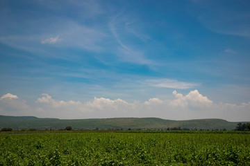 Plantation under blue sky and white clouds, mountains background