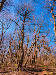 Half-dried old wild cherry tree near the forest path
