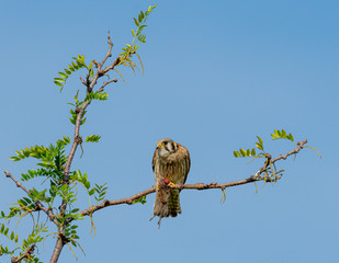 Female Kestrel eating prey animal on a branch