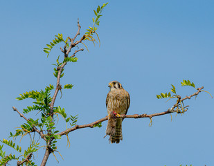 Female Kestrel eating prey animal on a branch
