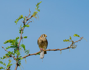 Female Kestrel eating prey animal on a branch