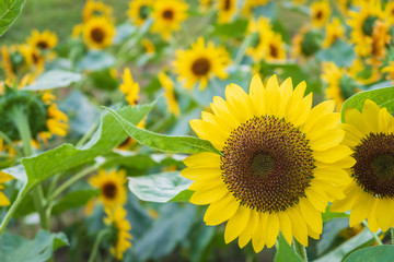  Refreshing Osaka Prefecture in Japan