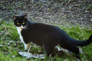 Gato en patio