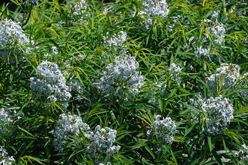 Hubricht's bluestar (Amsonia hubrichtii)