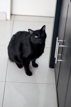 Gato negro tuerto 