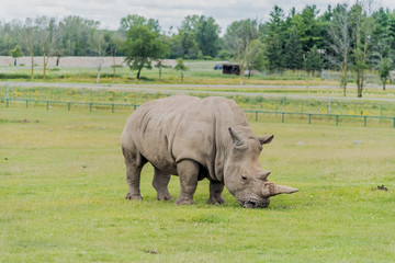 African White Rhinos in Hamilton Safari Park, Hamilton, Canada