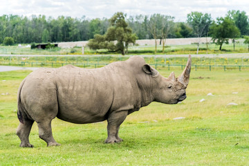 Obraz premium African White Rhinos in Hamilton Safari Park, Hamilton, Canada
